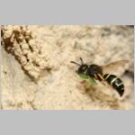 Odynerus spinipes - Gemeine Schornsteinwespe w04a 11mm beim Nesteintrag einer Larve des Ruesselkaefers - OS-Wallenhorst-Tongrube.jpg